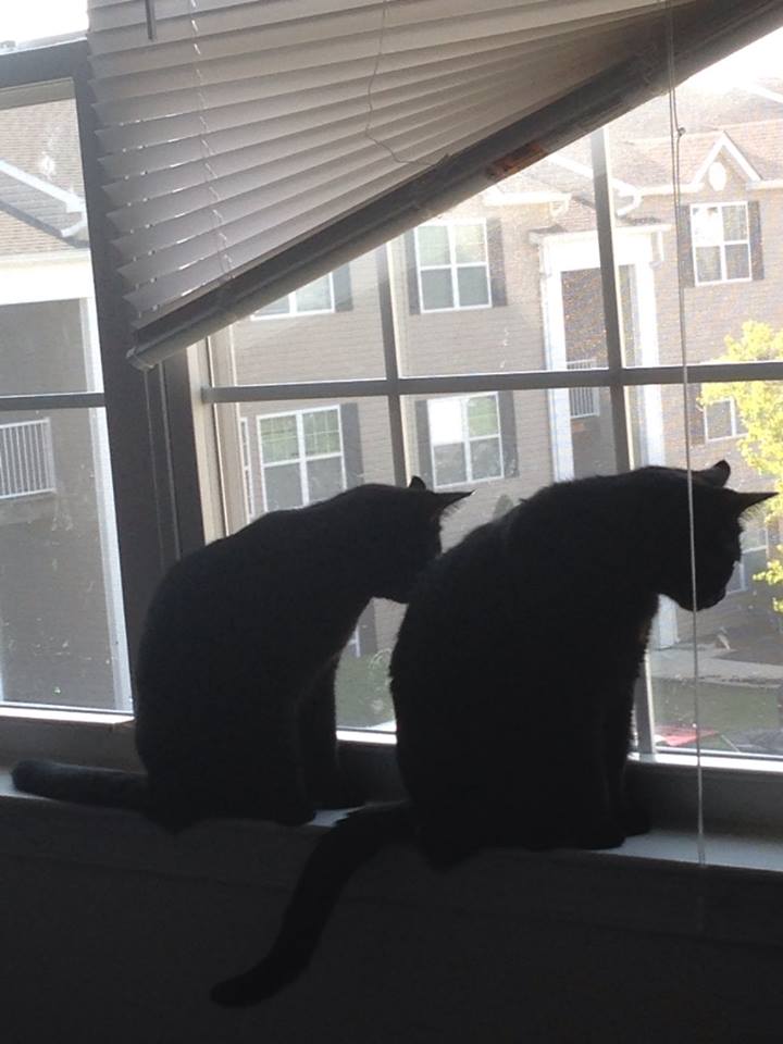 2 cats.jpg