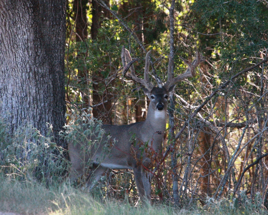 Big Buck - 1 - 9-9-12.JPG