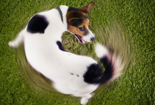 corbis_rf_photo_of_dog_chasing_tail.jpg