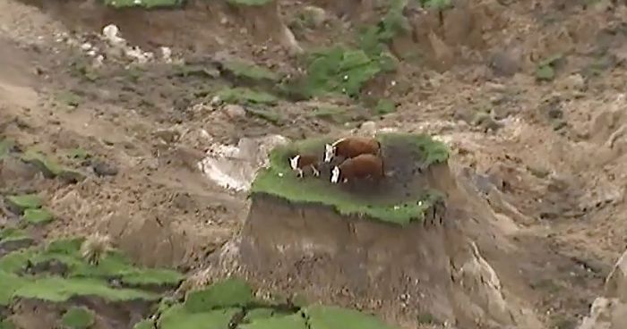 cows-trapped-island-earthquake-new-zealand-fb__700-png.jpg