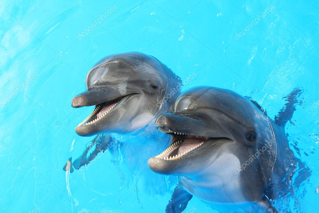 depositphotos_6412135-stock-photo-dolphins-swim-in-the-pool.jpg