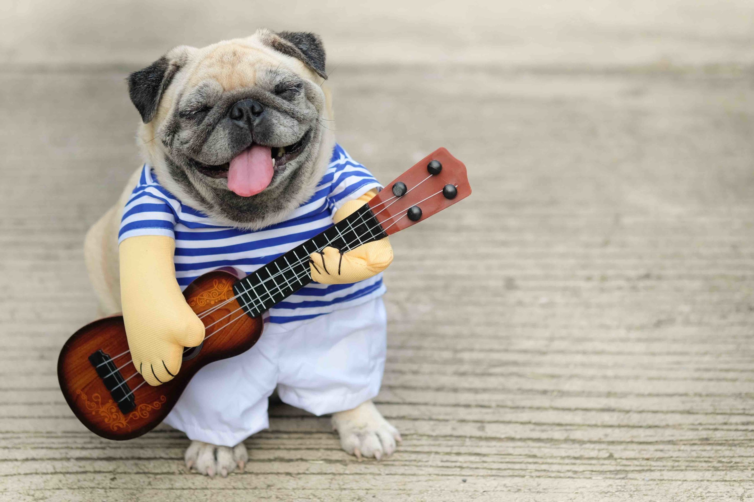 dog with banjo.jpg