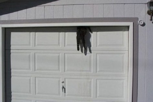 Funny-Pictures-Cat-in-Garage-Door.jpg