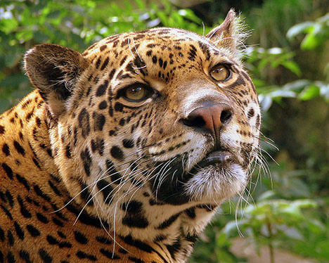 jaguar-photo-nn001.jpg