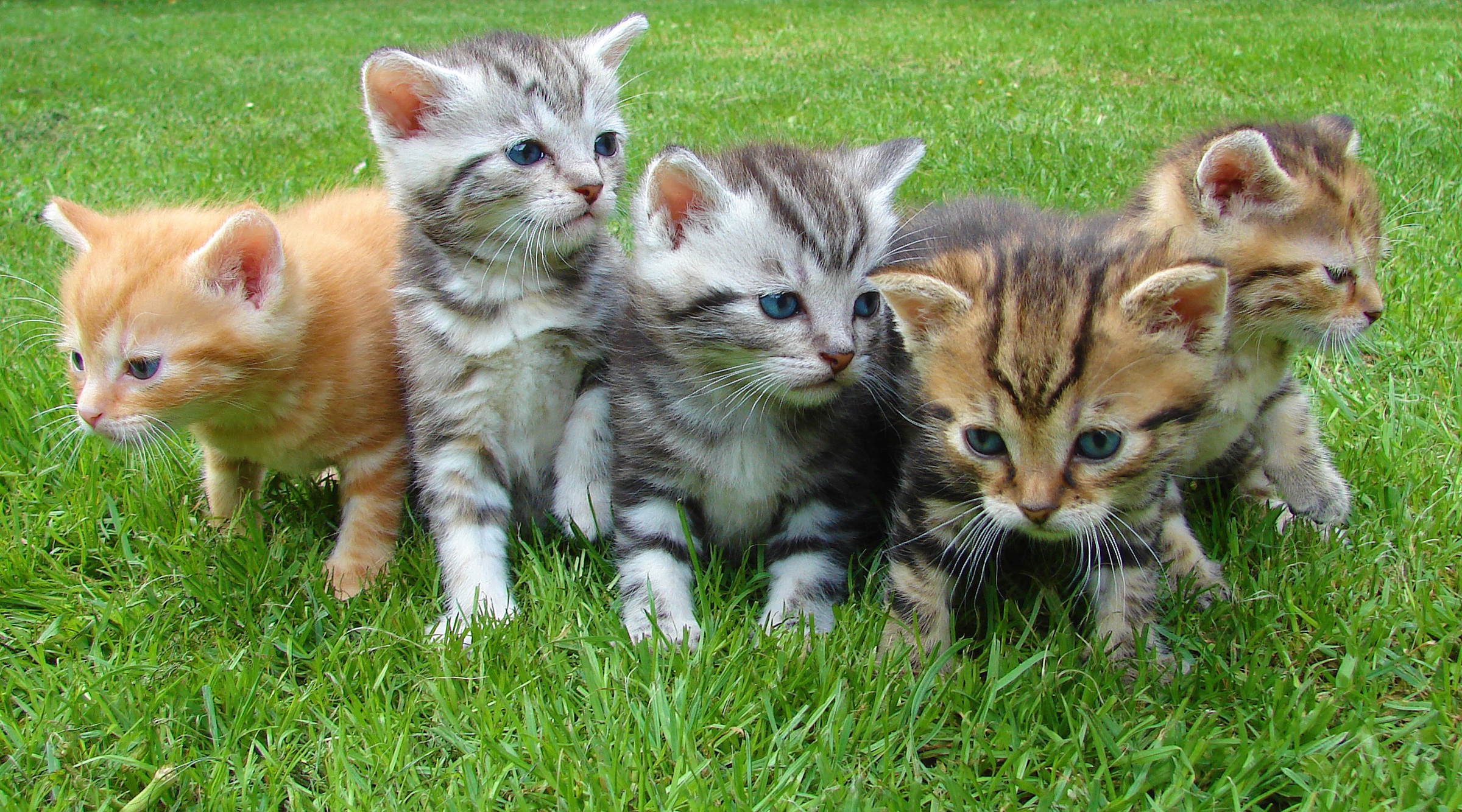 Kittens-in-the-grass.jpg