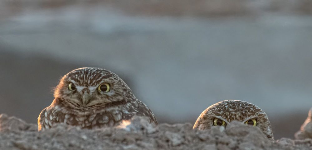 Owls peaking.jpg