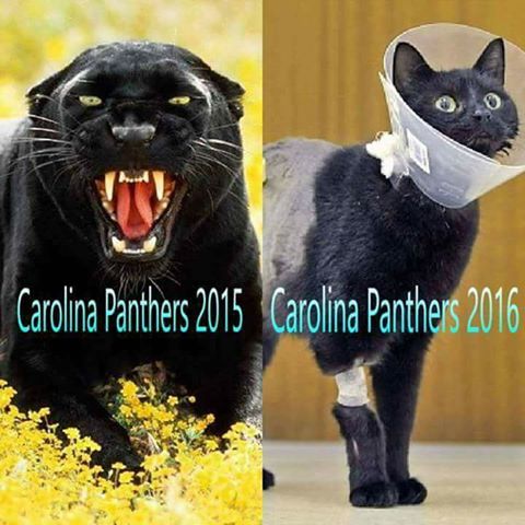 panthers.jpg