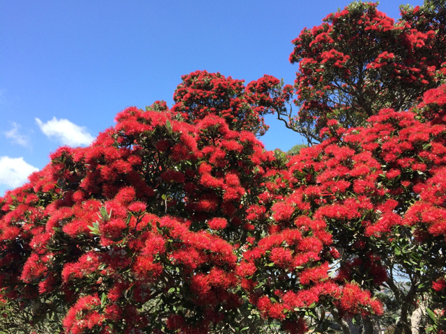 Pohutakawa blooms.jpg