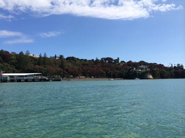 Pohutakawas in bloom.jpg