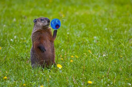 prarie dog eek copy.jpg