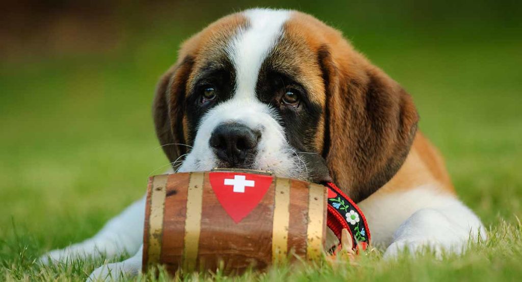 saint bernard 2.jpg