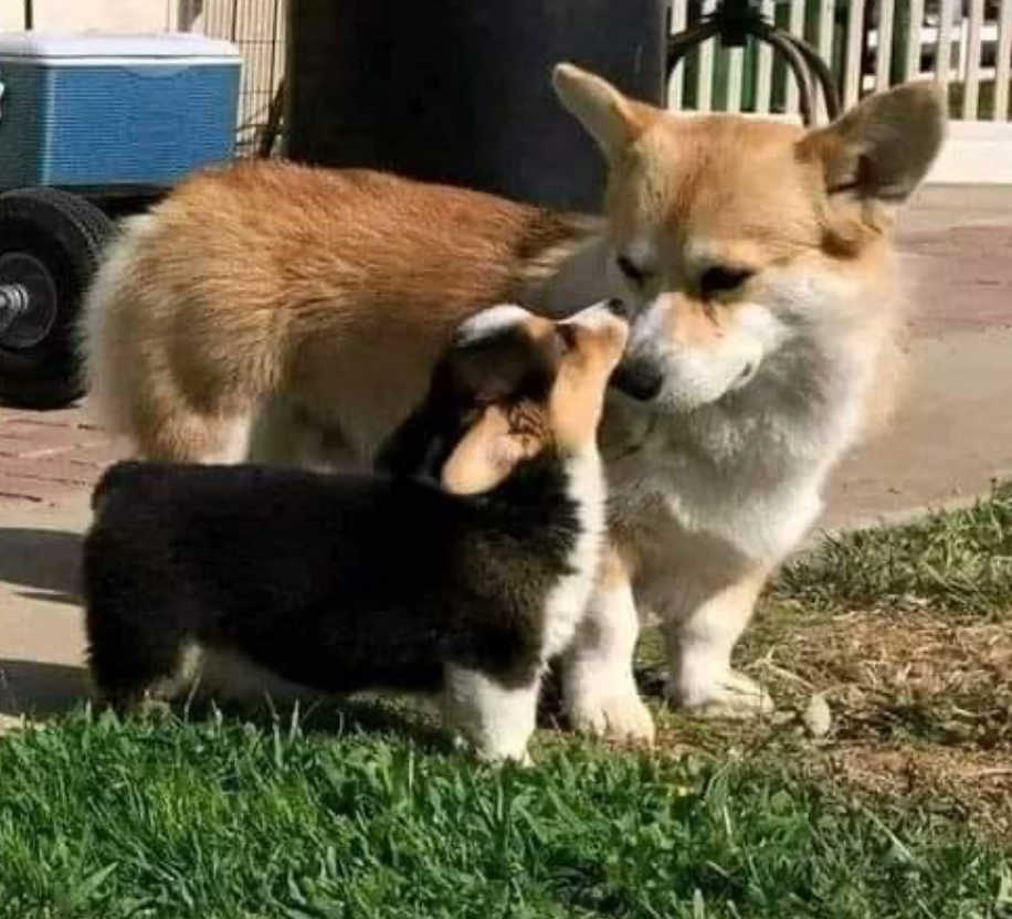 Screenshot 2024-08-17 at 10.59.41 AM.png