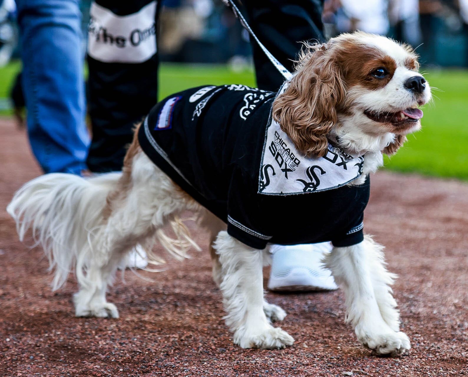 white sox dog.jpg