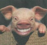 piggy.jpg