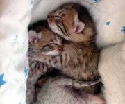 Kittens_snuggle_while_sleeping_very_cute.jpg