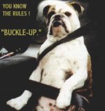 0177_buckle_up.jpg