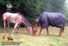 horses_3393.jpg