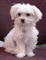 Molly_Maltese_look_alike.jpg