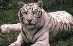 White_Tiger.jpg