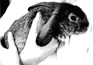 Rabbit_for_Gollum_thomas.gif