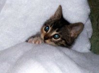 Kitten_in_the_bed_AWWWWWWW.jpg