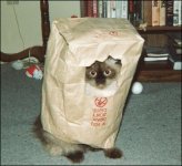 Kat_in_a_bag.jpg