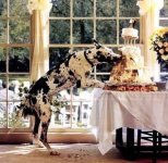 dog_eats_wedding_cake.jpg