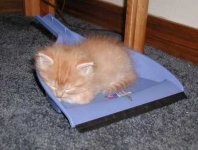 kitten_sleeping_in_dust_pan.jpg