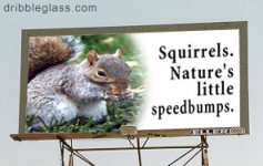 squirrel_speed_bump.jpg