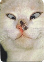 cat_with_bee_on_nose.jpg
