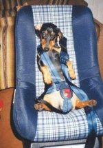 0178_buckle_up_dacshund.jpg