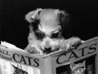 All_about_Cats__dog_reading_.jpg