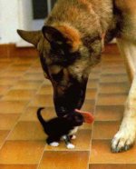 Kitten_being_licked_by_big_doggie__r1325piks.jpg