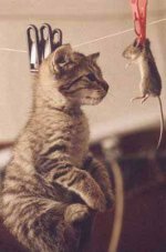 545_Cat_Torturing_Mouse_LOL.jpg