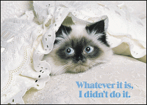 kitten_whatever_it_is_I_didn__t_do_itaididn_t.gif