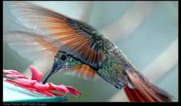 ATT507510.jpg Hummingbird for Tiny.jpg