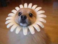 Taffee look alike flower doggie.jpg