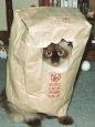 Kat In Bag.jpg