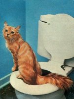 kITTY ON TOILET.jpg