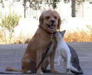 Cat & Dog Best Buddies.jpg