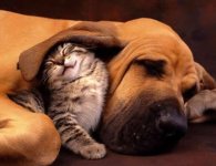 Kitten & Hound.jpg