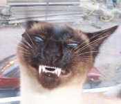 Cat VAMPIRE FANGS.jpg