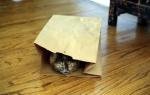 kat hiding in sack.jpg