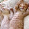 stretching_kittens_t.jpg