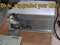 catincomputer.jpg