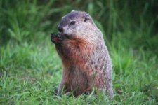 groundhog-16_13.jpg