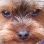 yorkie yorkshire terrier rescue 4.jpg