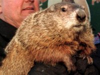 punxsutawney-phil.jpg