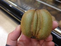 kiwi exhibit .jpg