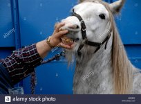 checking-horses-age-and-condition-by-teeth-at-horse-trading-fair-in-A8K8BG.jpg